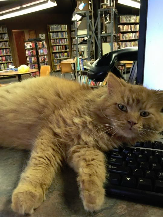 Inside of Fort Gay Library with an orange cat, Garfield, lazing on the keyboard.