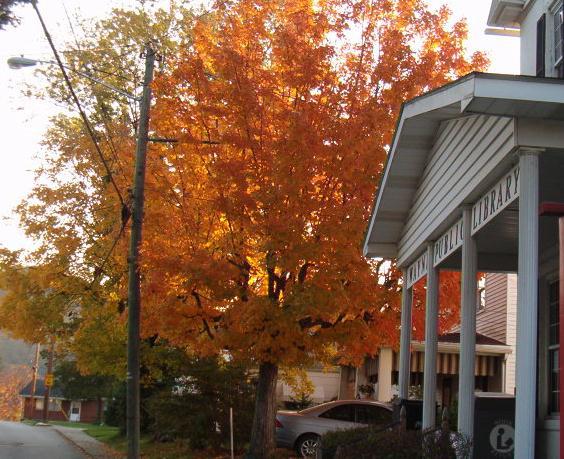 Outside of Wayne Library in Fall